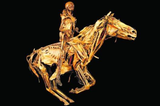 cavallo Fragonard